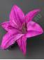 Лилия хлопок 21см без тычинки (лайм фиол роз жёл крас) (тычинку см. 2200, 2211)