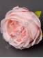 Роза-камелия флористическая 6см (бел св-роз роз перс борд)