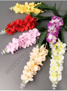 Люпин флорист 25/69см (микс)